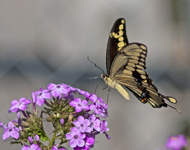 Giant Swallowtrail on Phlox 2747